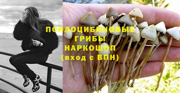 стаф Алзамай